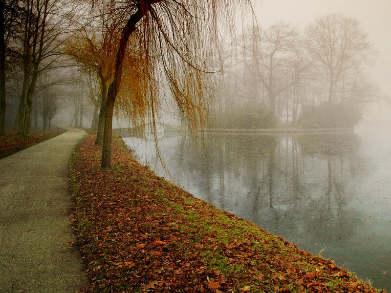 Foggy path by a pond