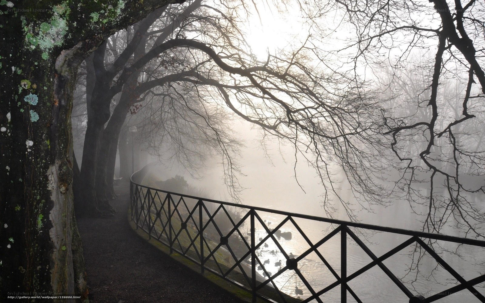 Foggy path by the river
