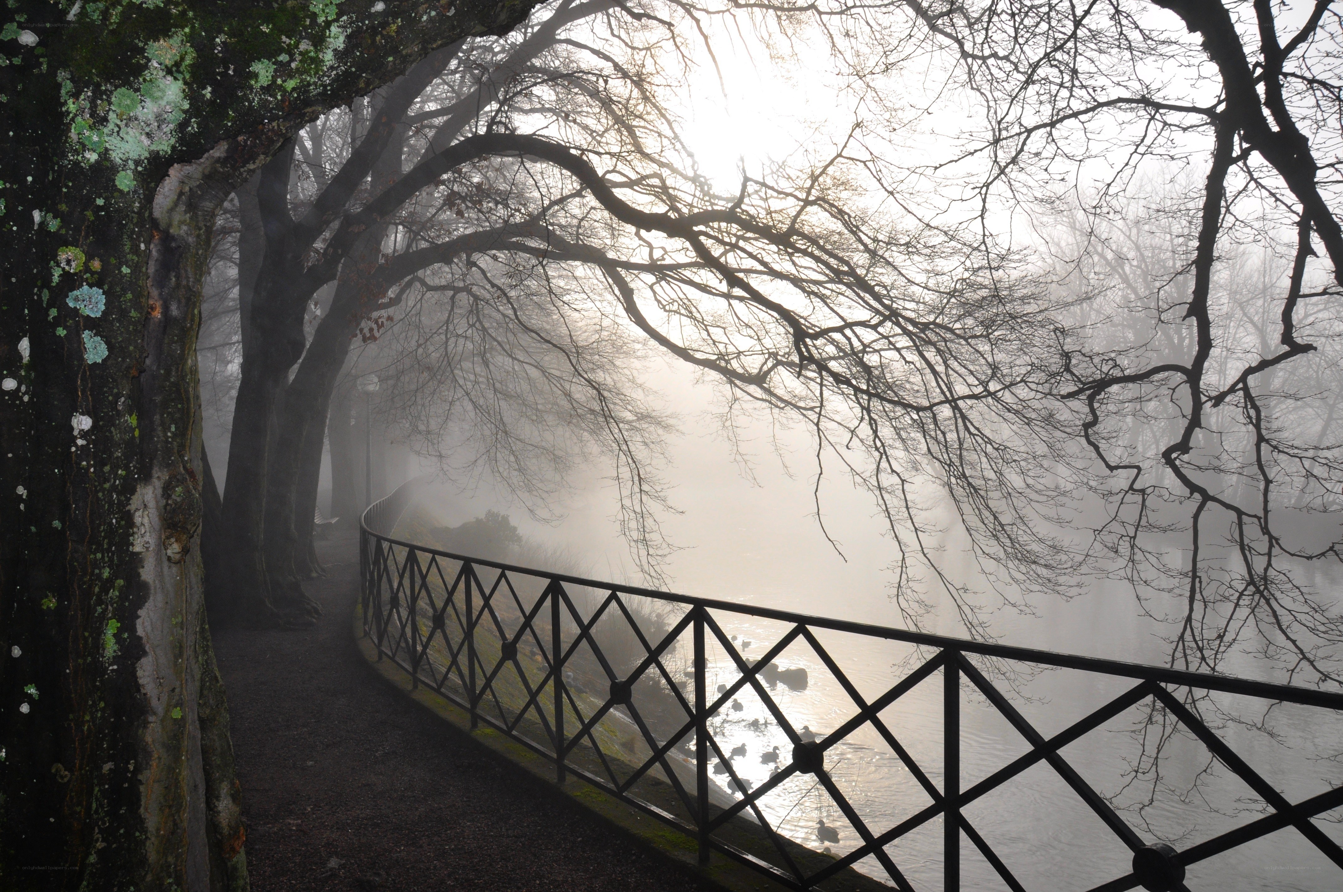 Foggy path by the river