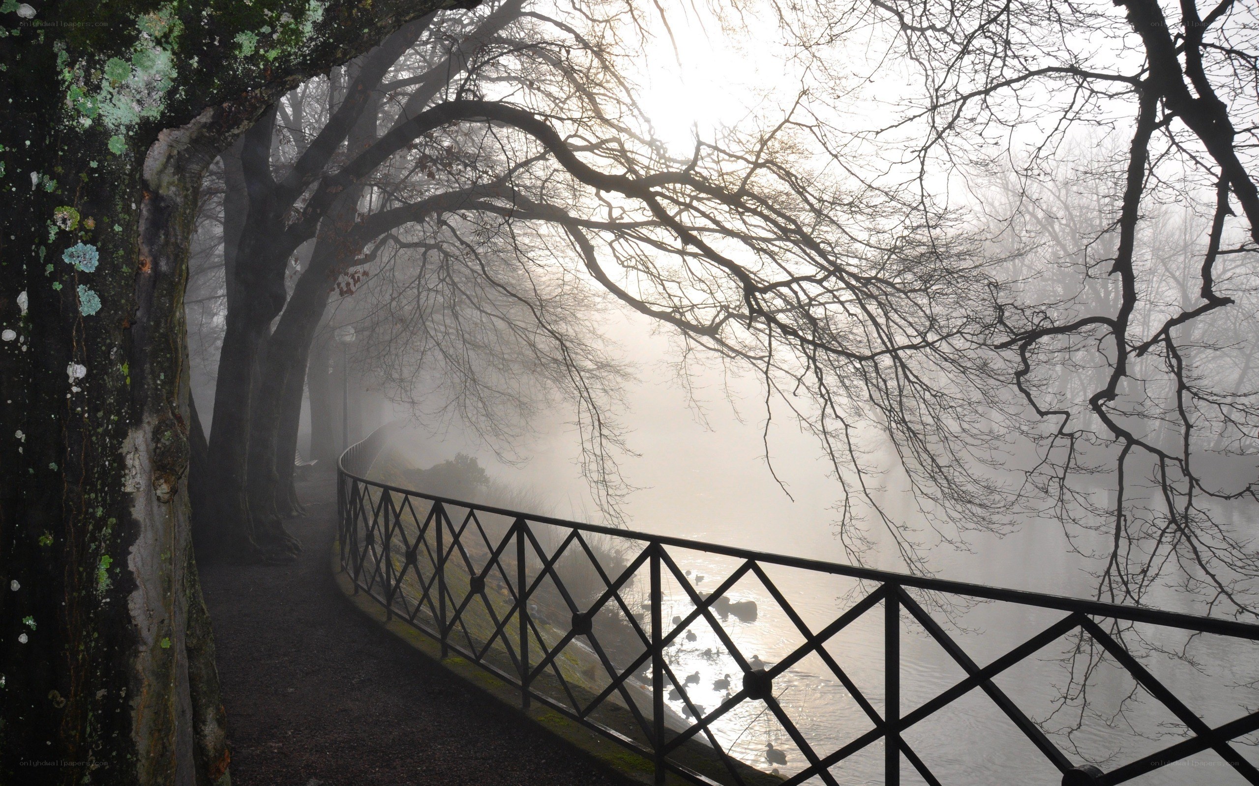 Foggy path by the river