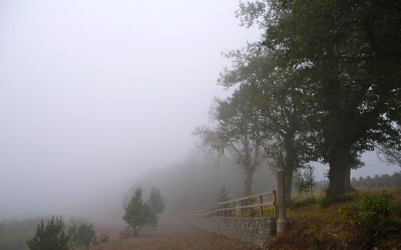 Foggy path in a forest