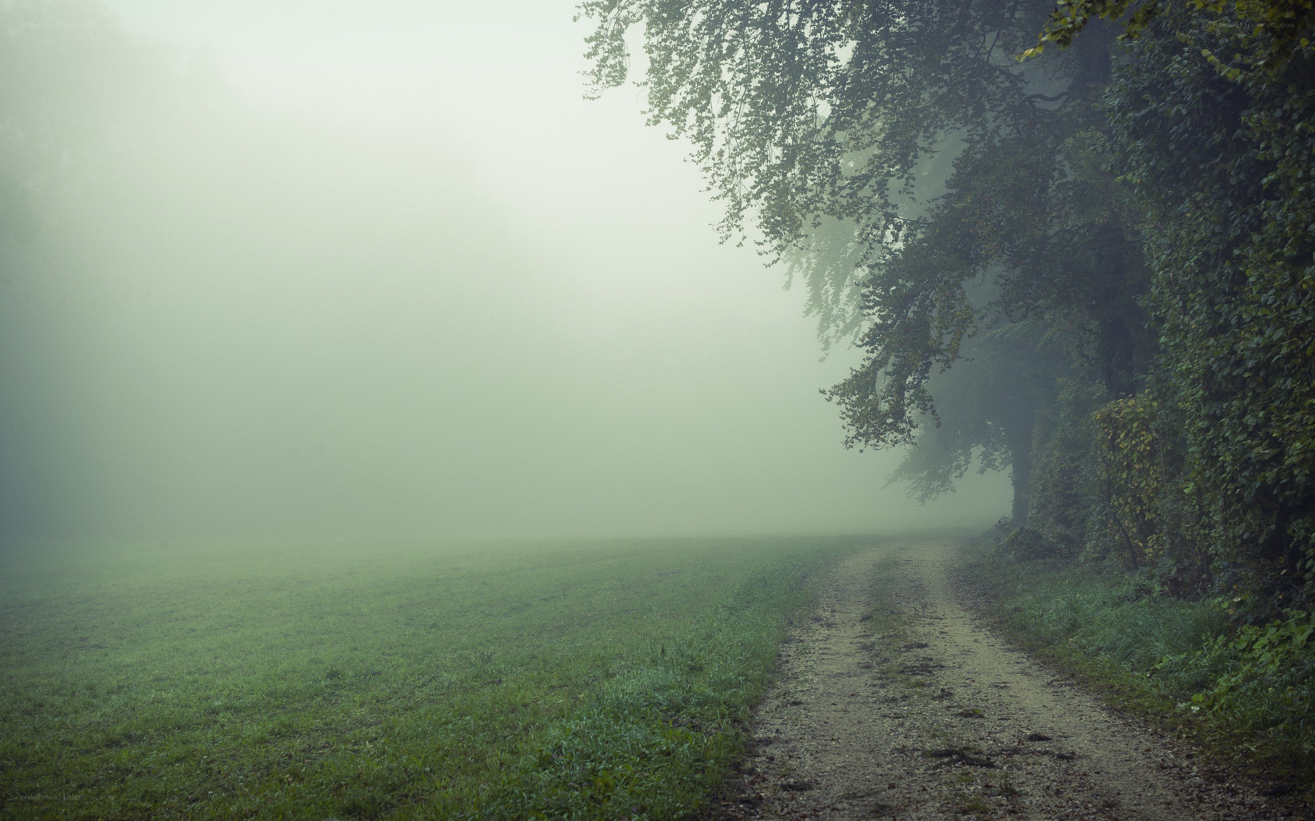 Foggy path in a forest