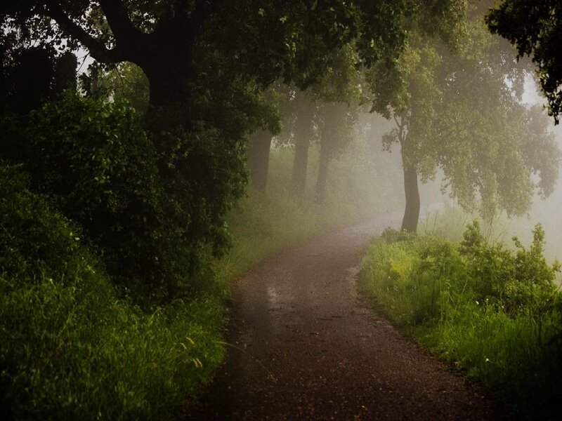 Foggy path in a forest