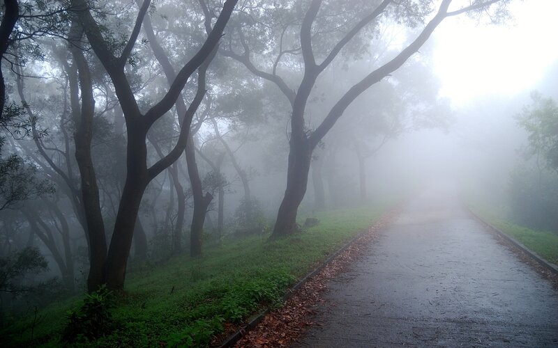 Foggy path in a forest