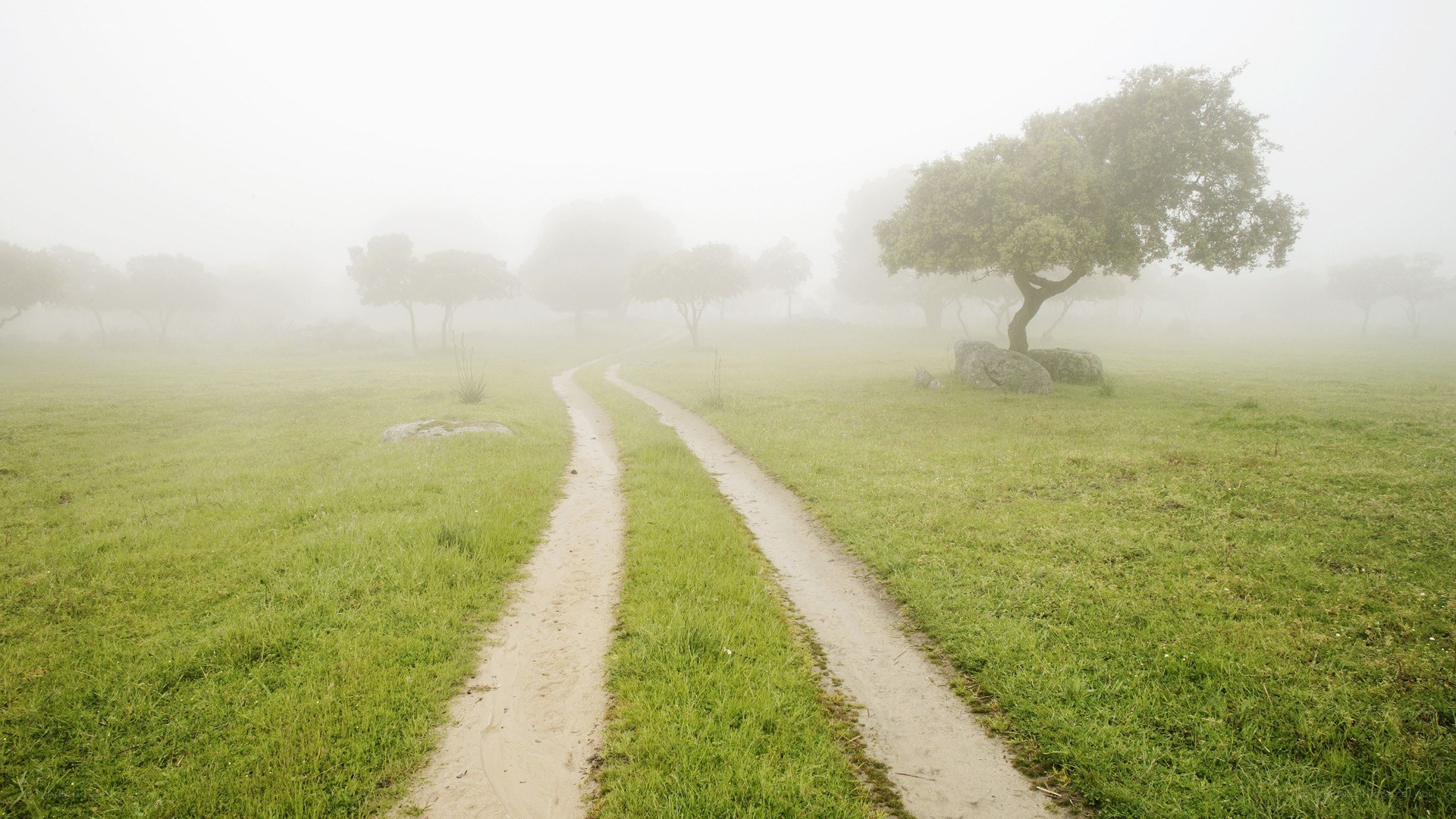 Foggy path in a green field