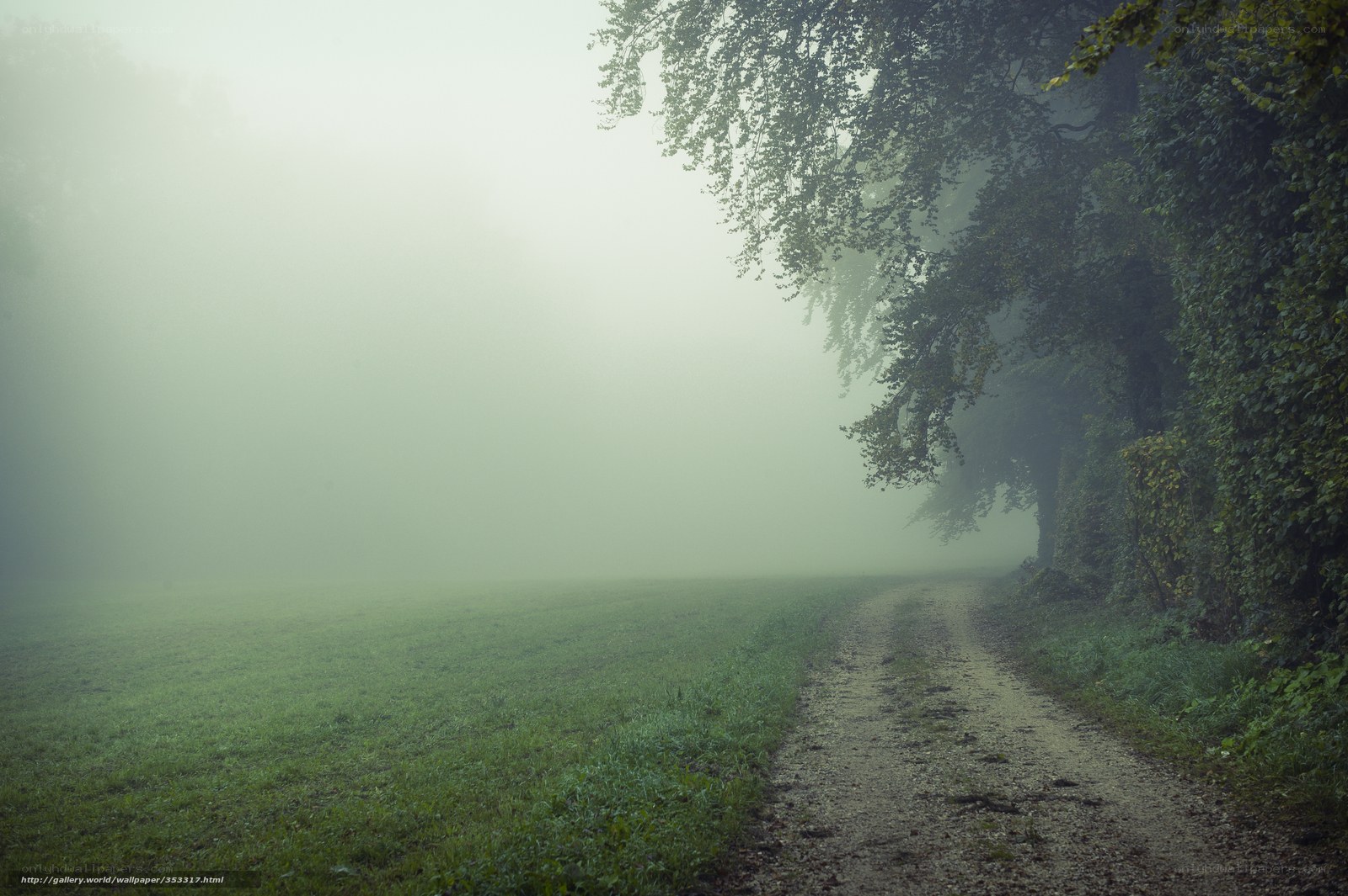 Foggy path in a green field