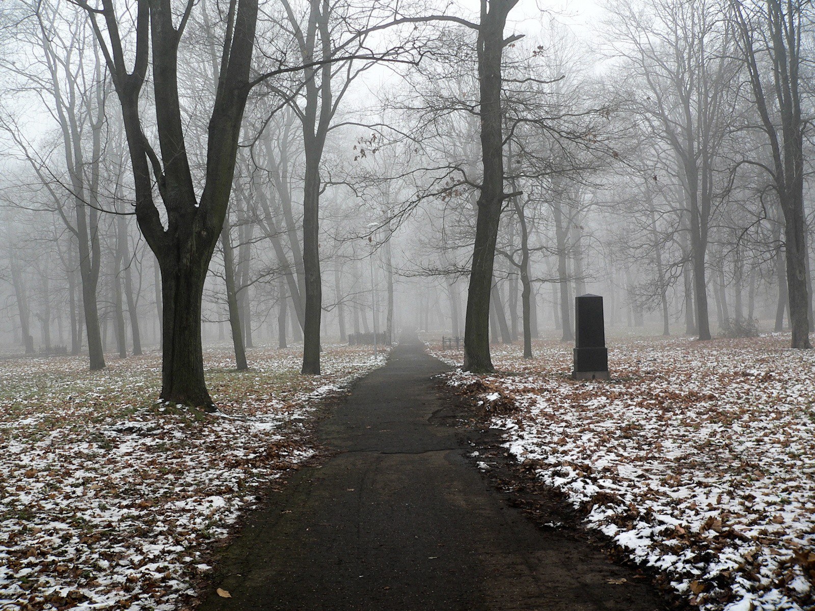 Foggy path in a leaf-covered park