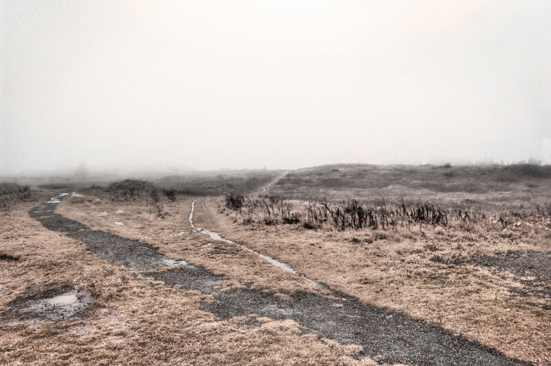 Foggy path in a marsh
