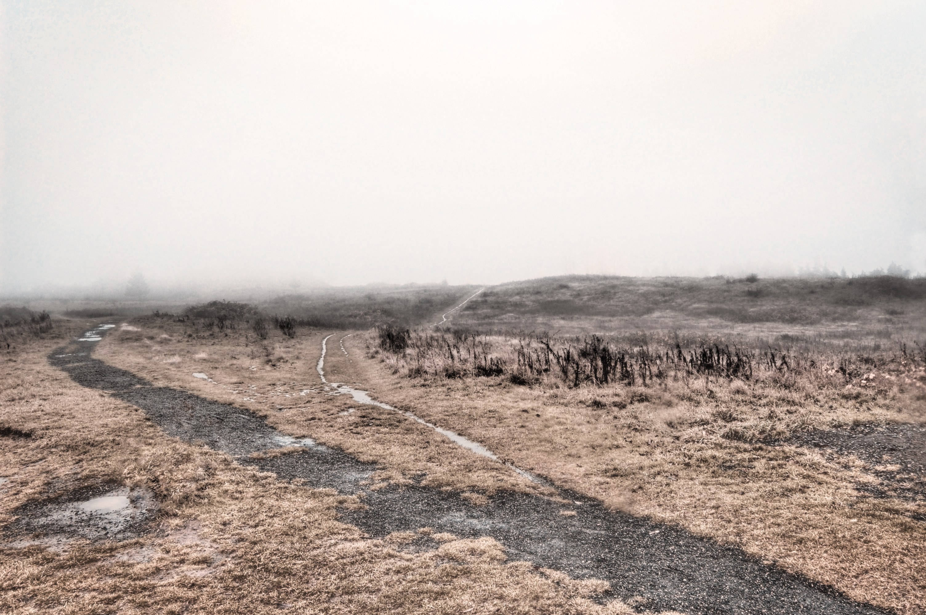 Foggy path in a marsh