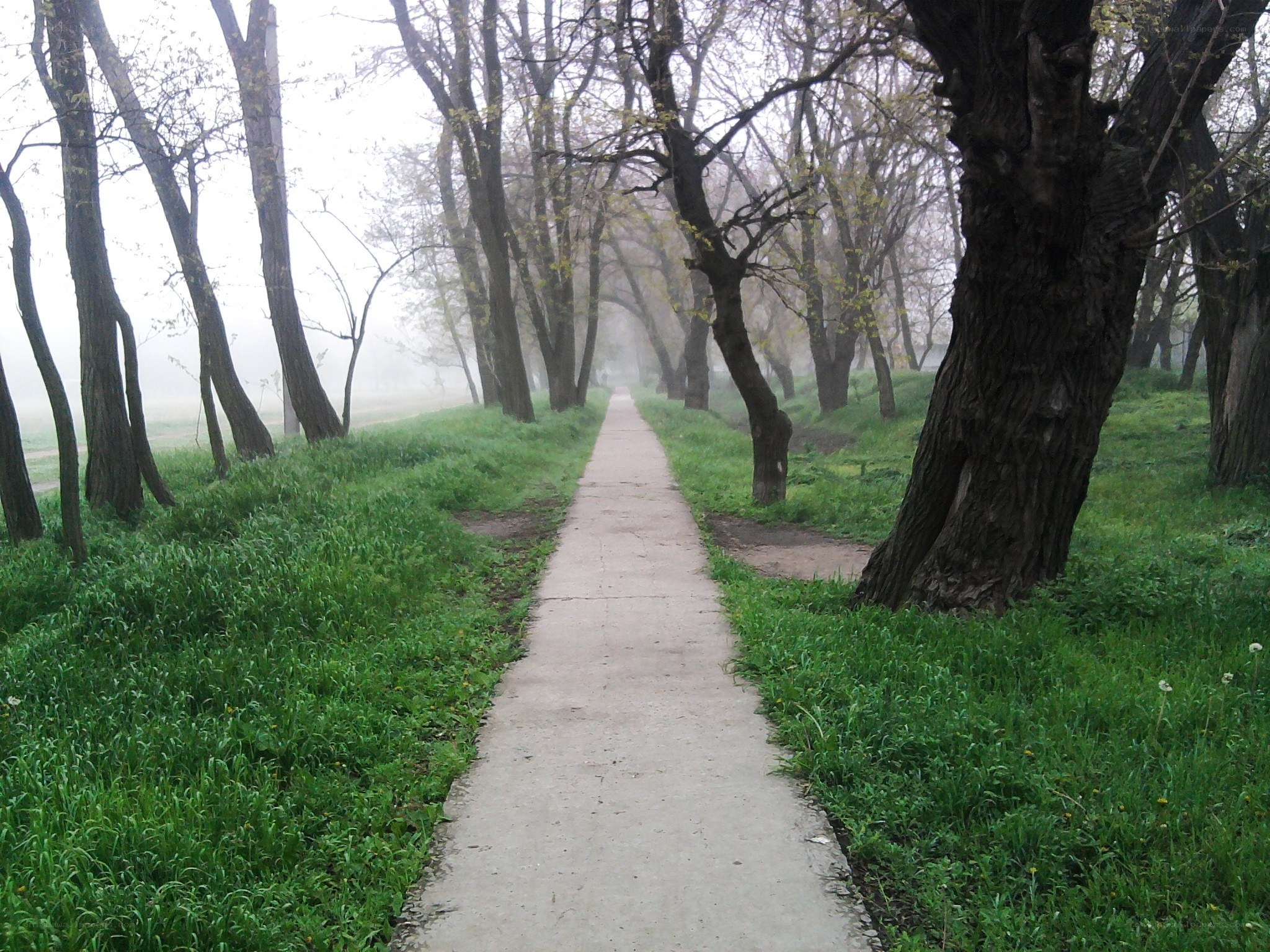 Foggy path in a park