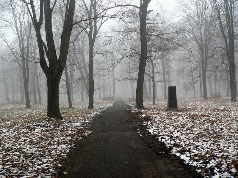 Foggy path in a winter park