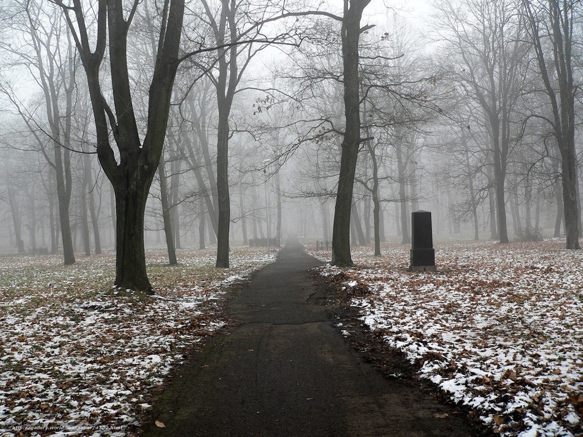 Foggy path in a winter park