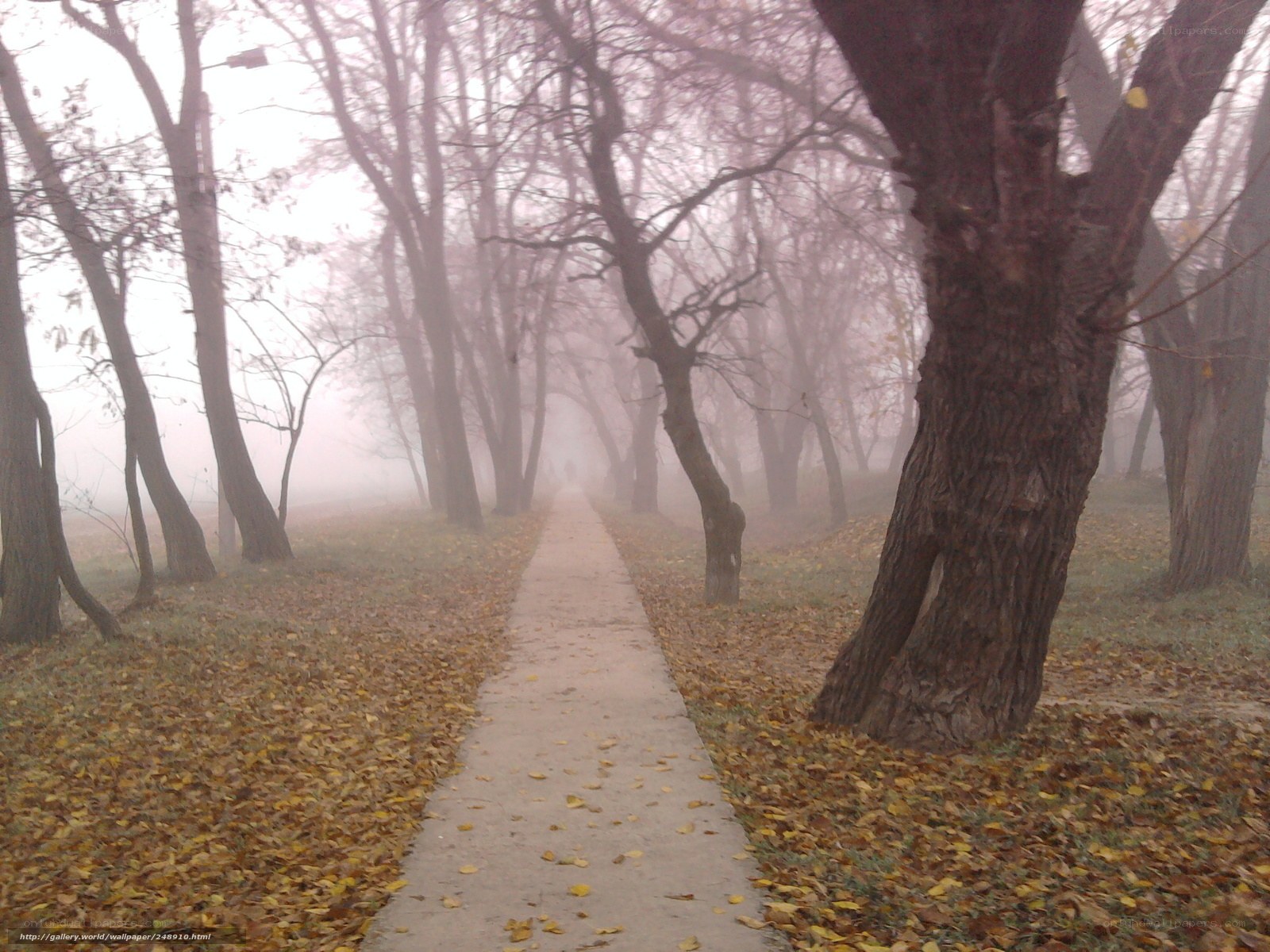 Foggy path in autumn forest