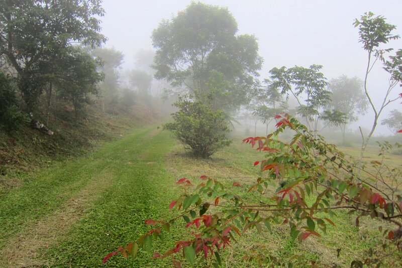 Foggy Path in Forest — Green