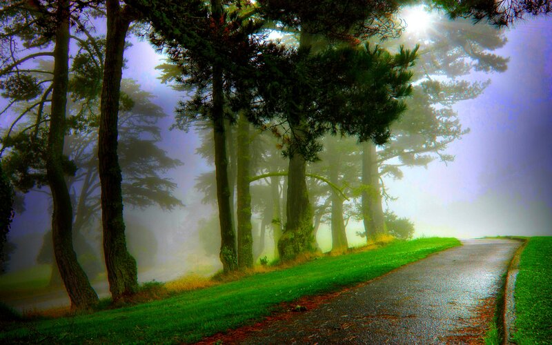 Foggy Path in Forest
