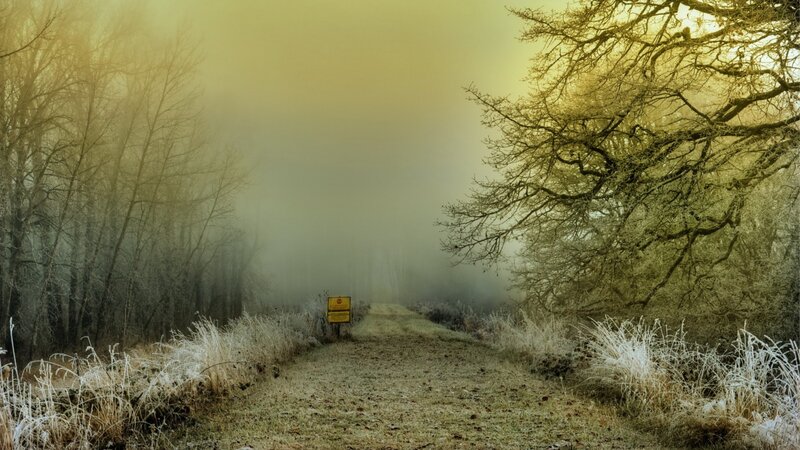 Foggy Path in Forest — Yellow