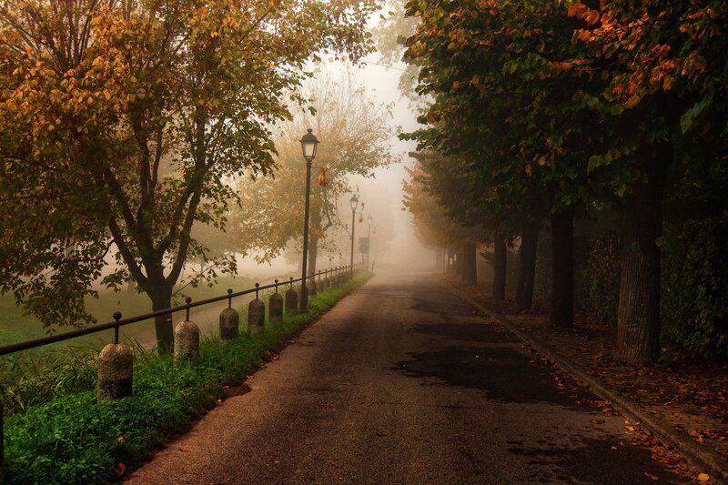 Foggy Path in Park