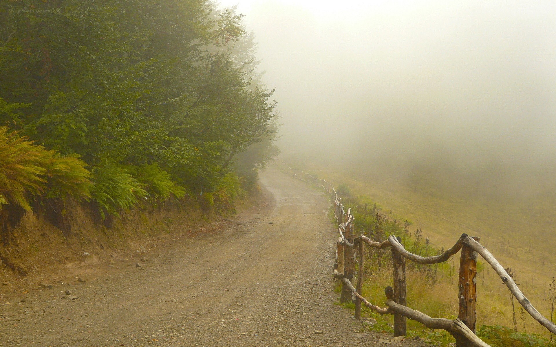 Foggy path in the forest