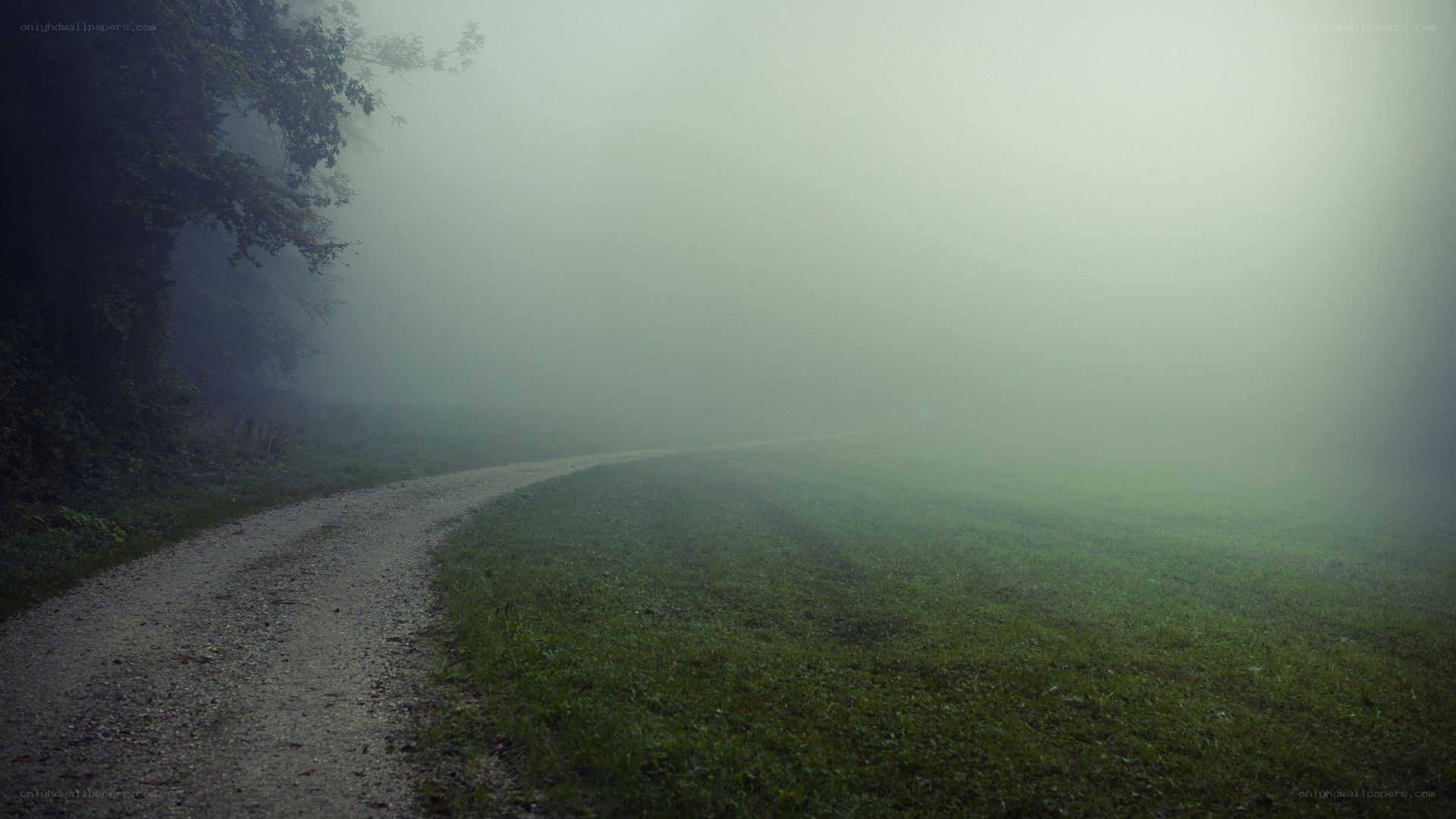 Foggy path in the forest