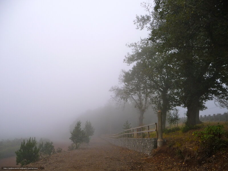 Foggy path in the forest