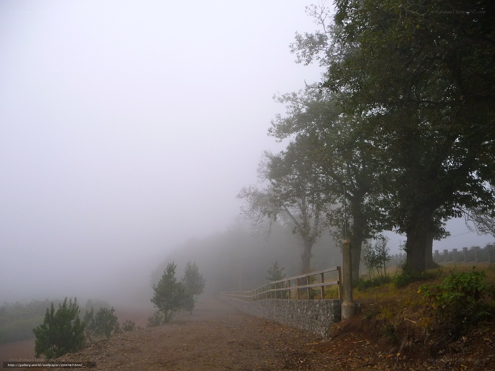 Foggy path in the forest