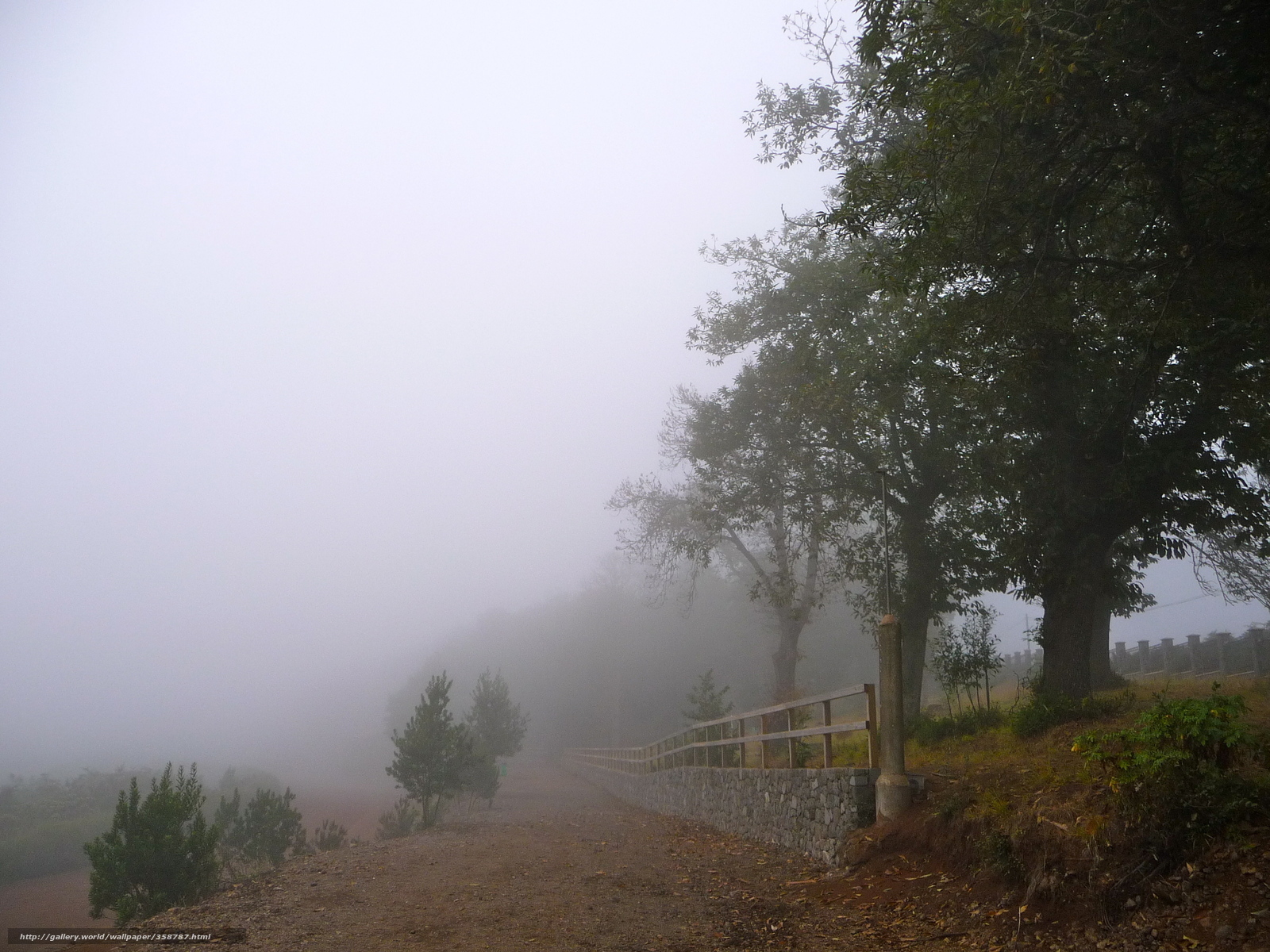 Foggy path in the forest