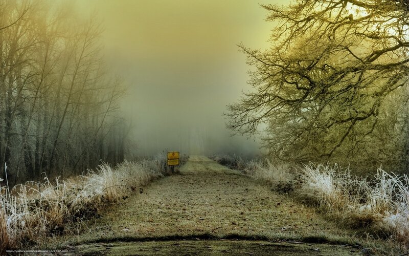 Foggy path in winter forest