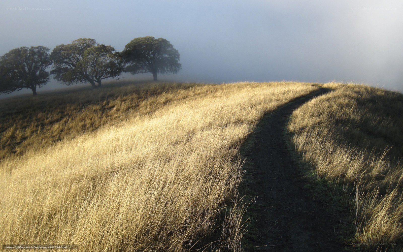 Foggy path on a grassy hill