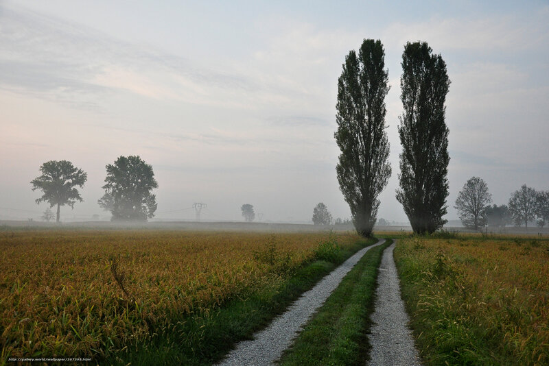 Foggy Path Through a Field