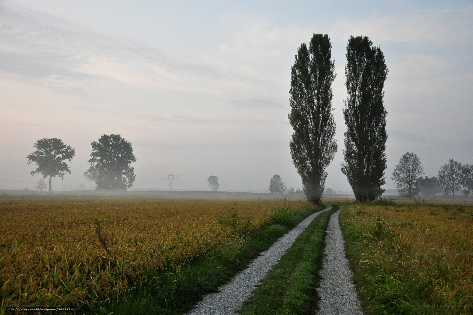 Foggy Path Through a Field