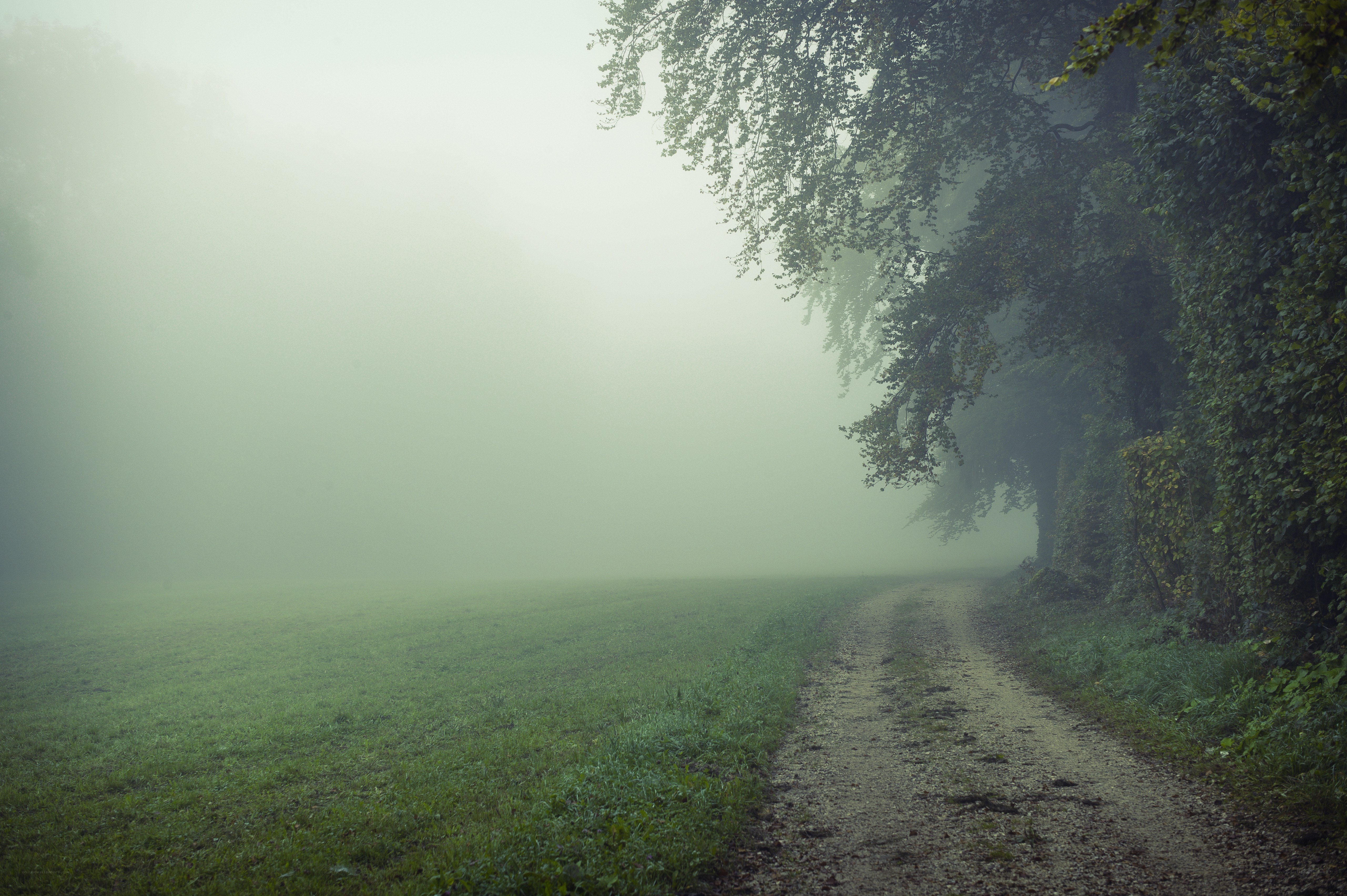 Foggy path through a green field
