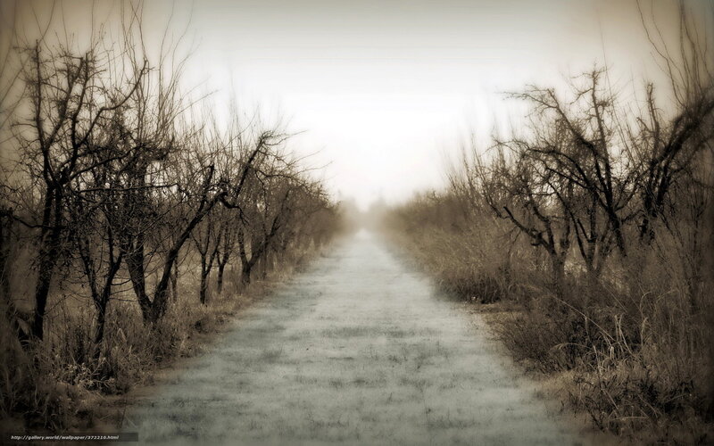foggy path through bare trees