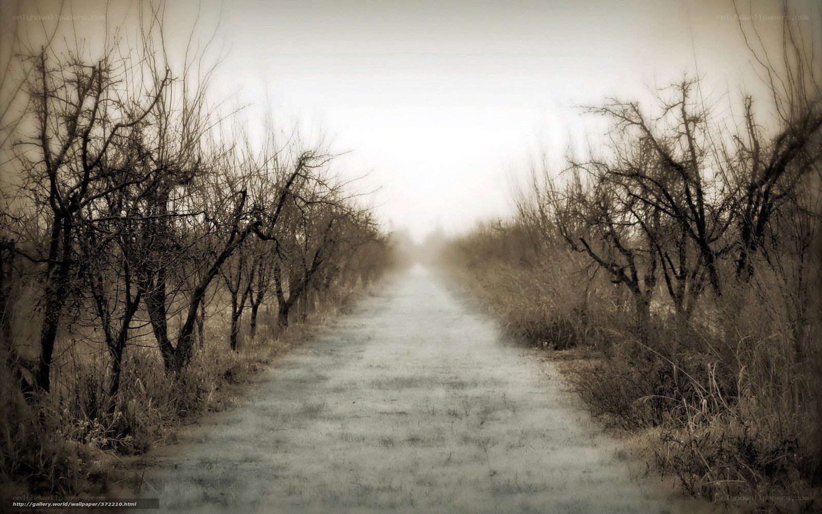 foggy path through bare trees