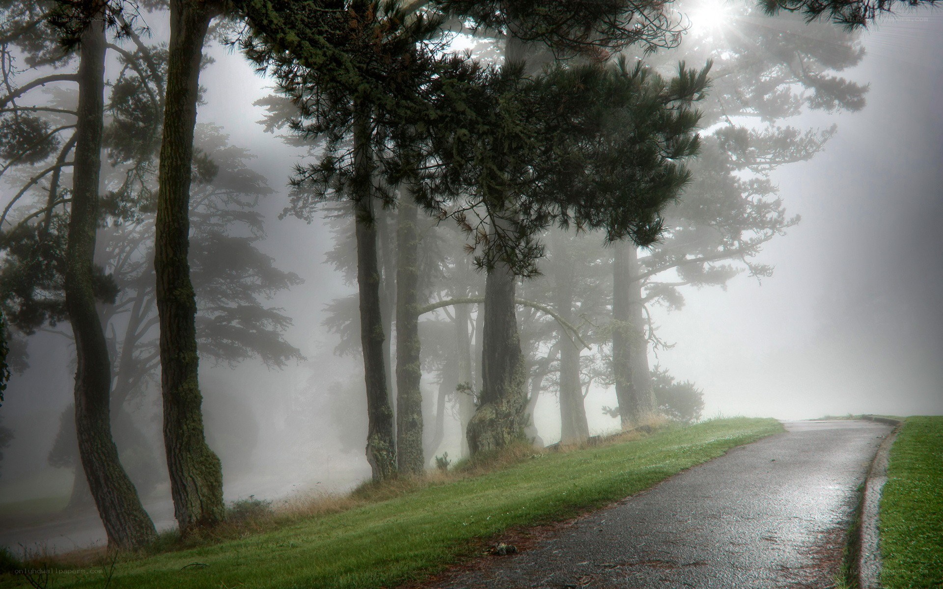 Foggy path through pine forest