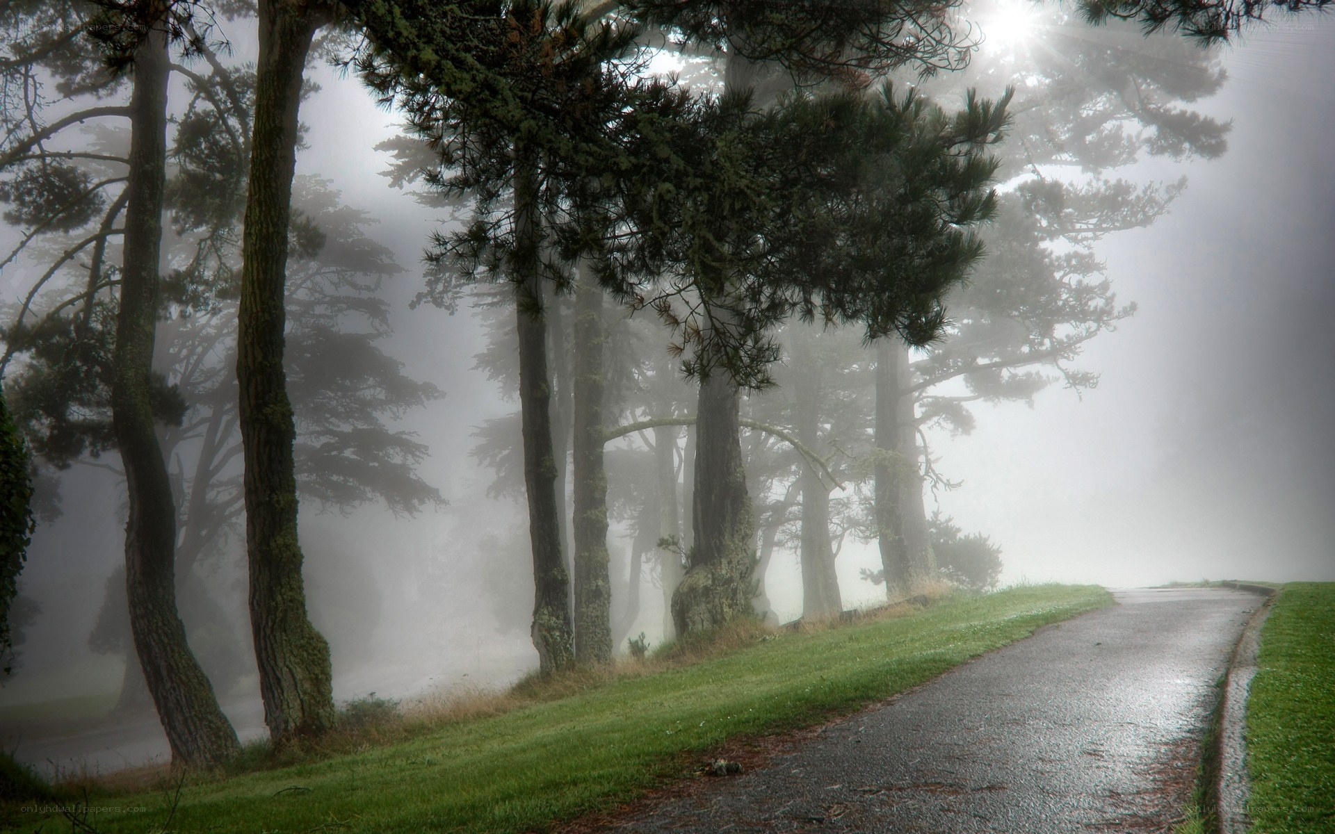 Foggy path through pine forest