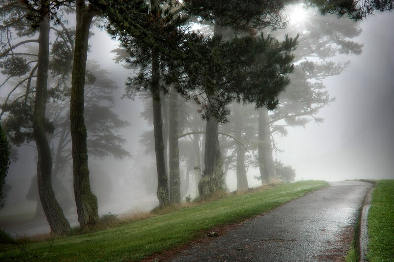 Foggy path through pine trees