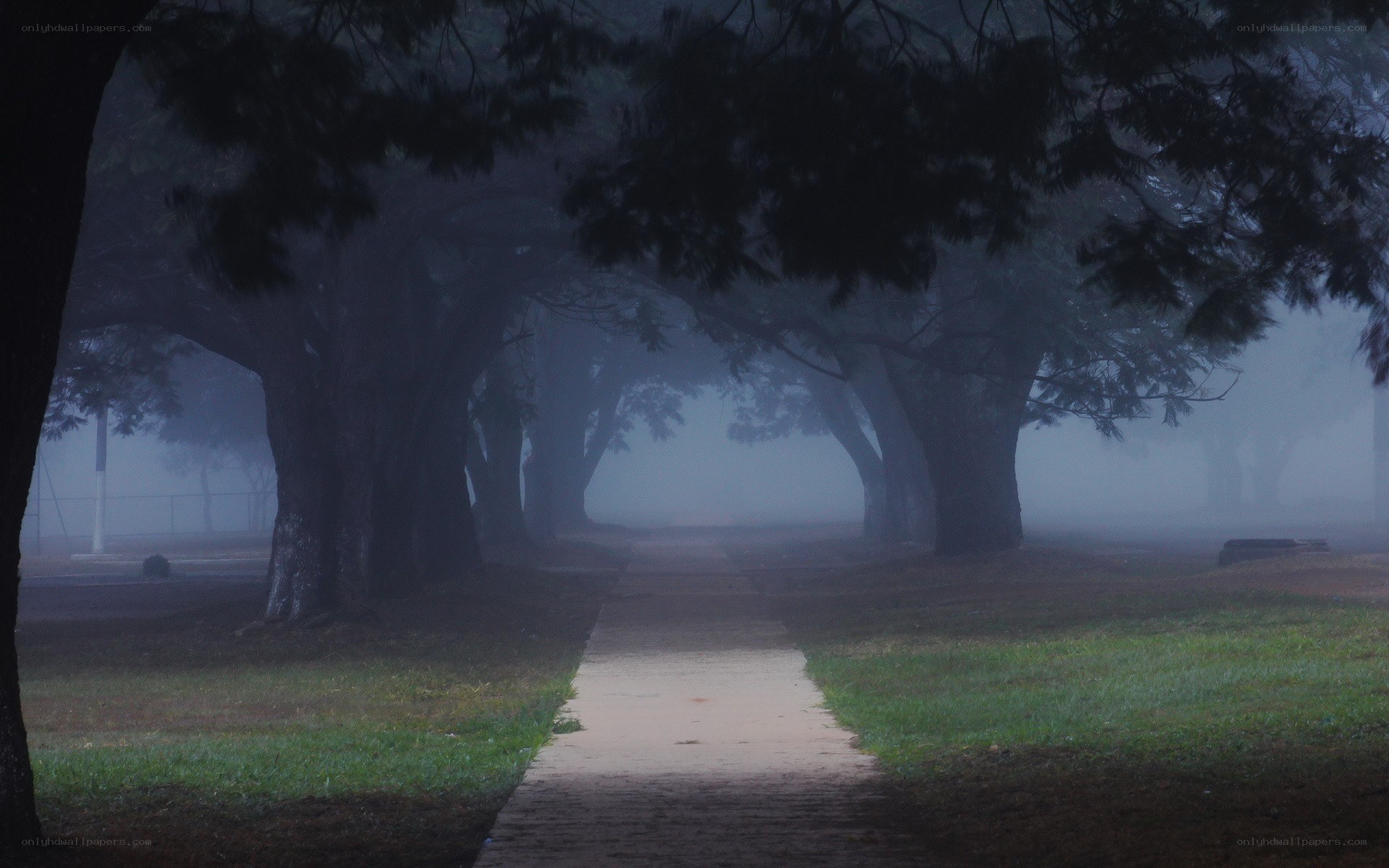 Foggy path through trees
