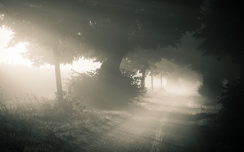 Foggy Path Through Trees — Gray