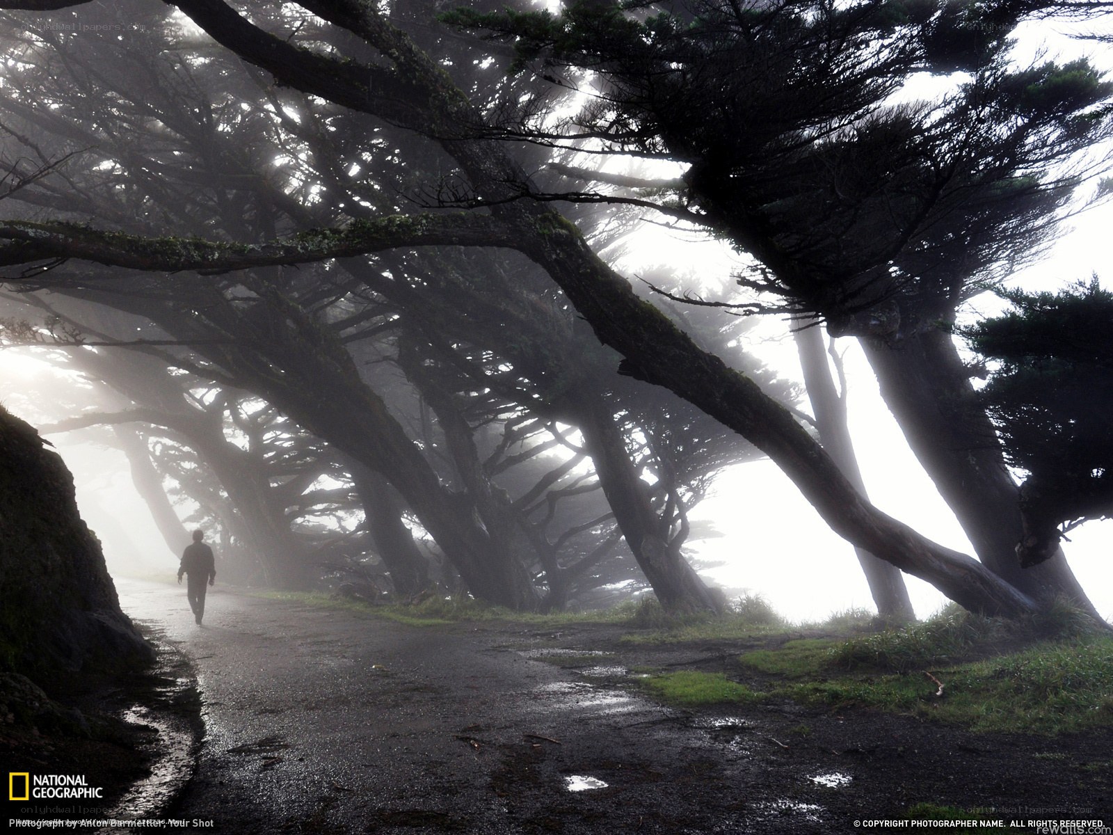 Foggy path under twisted trees