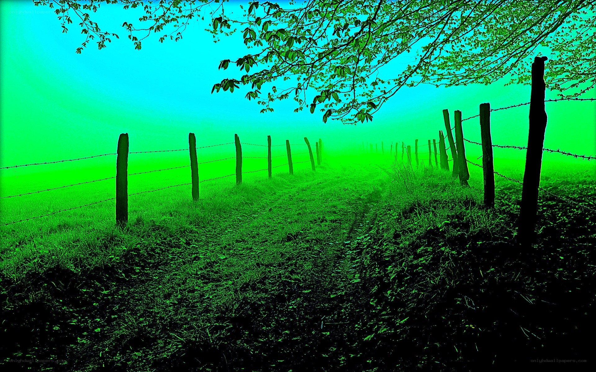 Foggy path with barbed wire fence