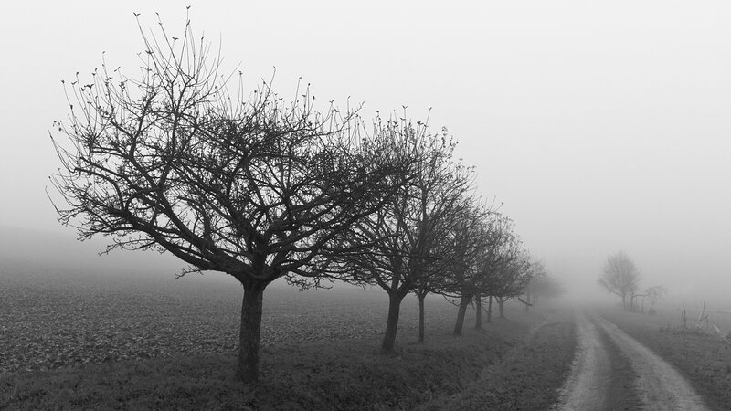 Foggy path with bare trees