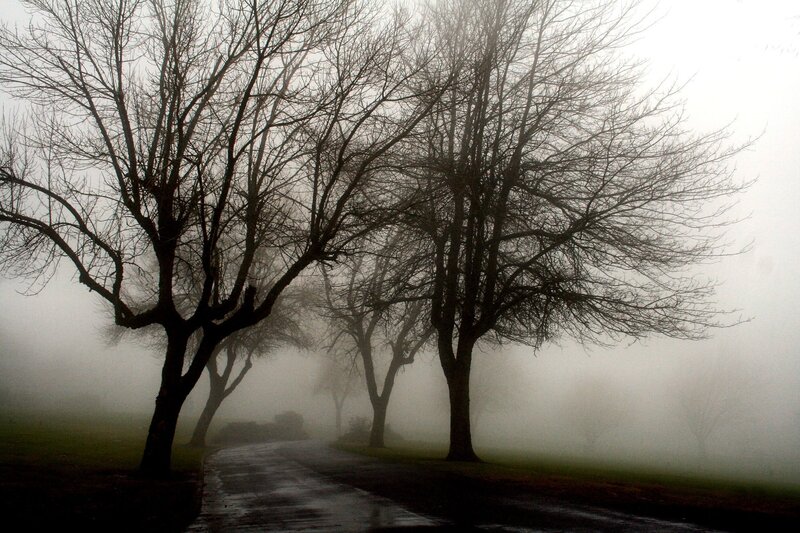 Foggy path with bare trees