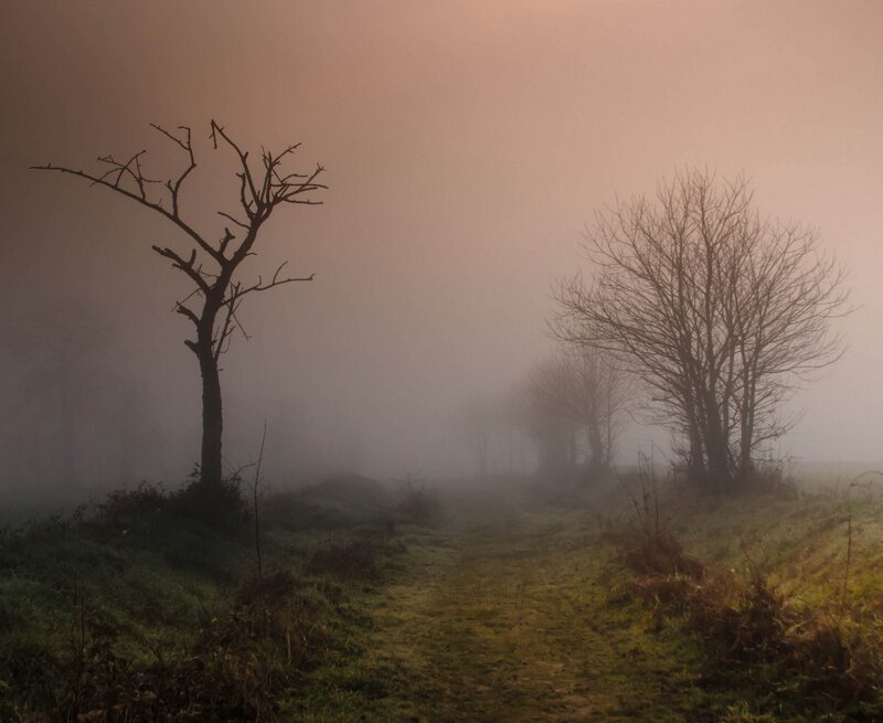 Foggy path with bare trees