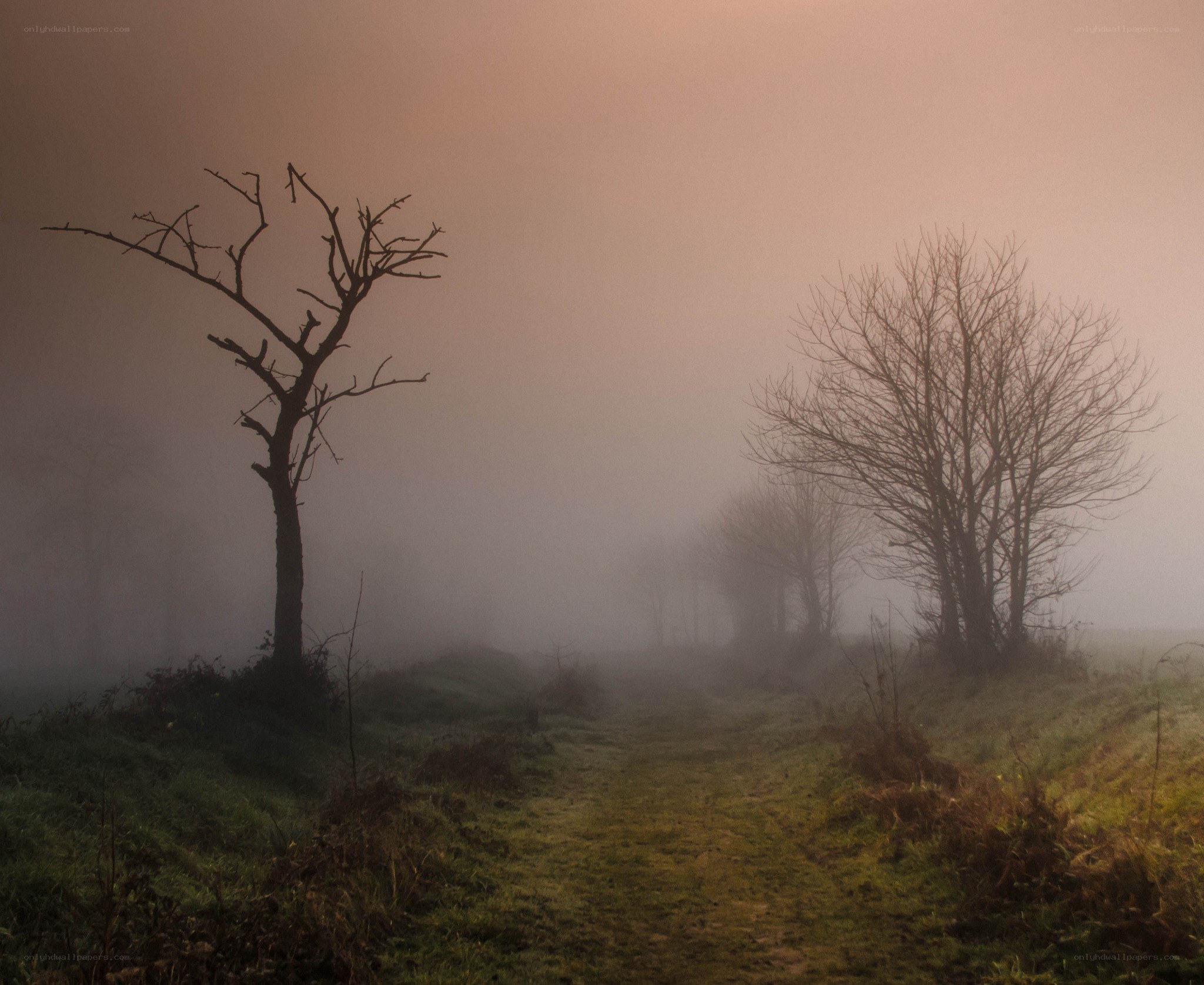 Foggy path with bare trees