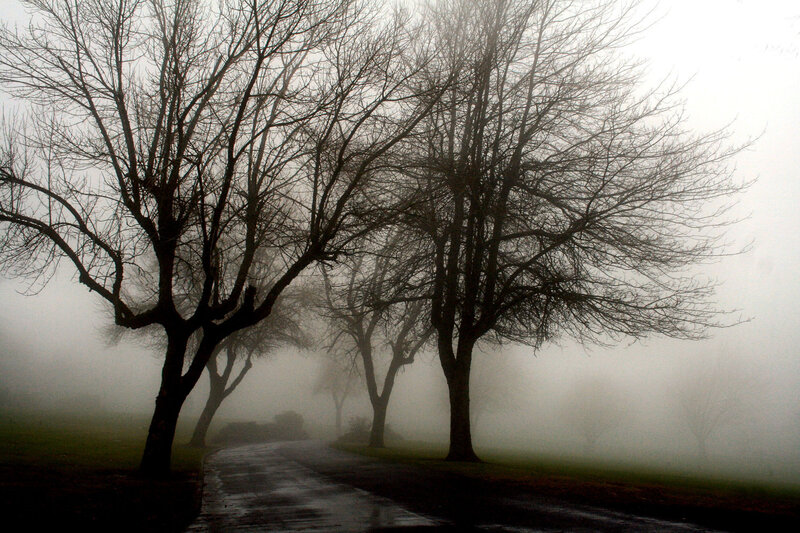 Foggy path with bare trees