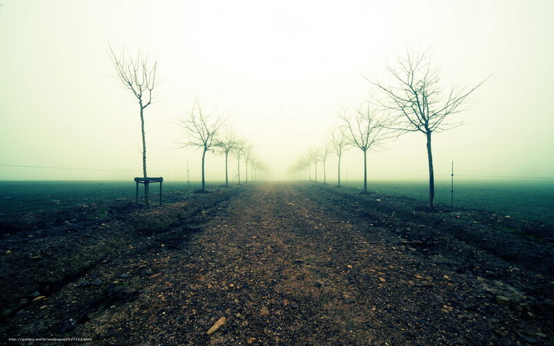 Foggy path with bare trees