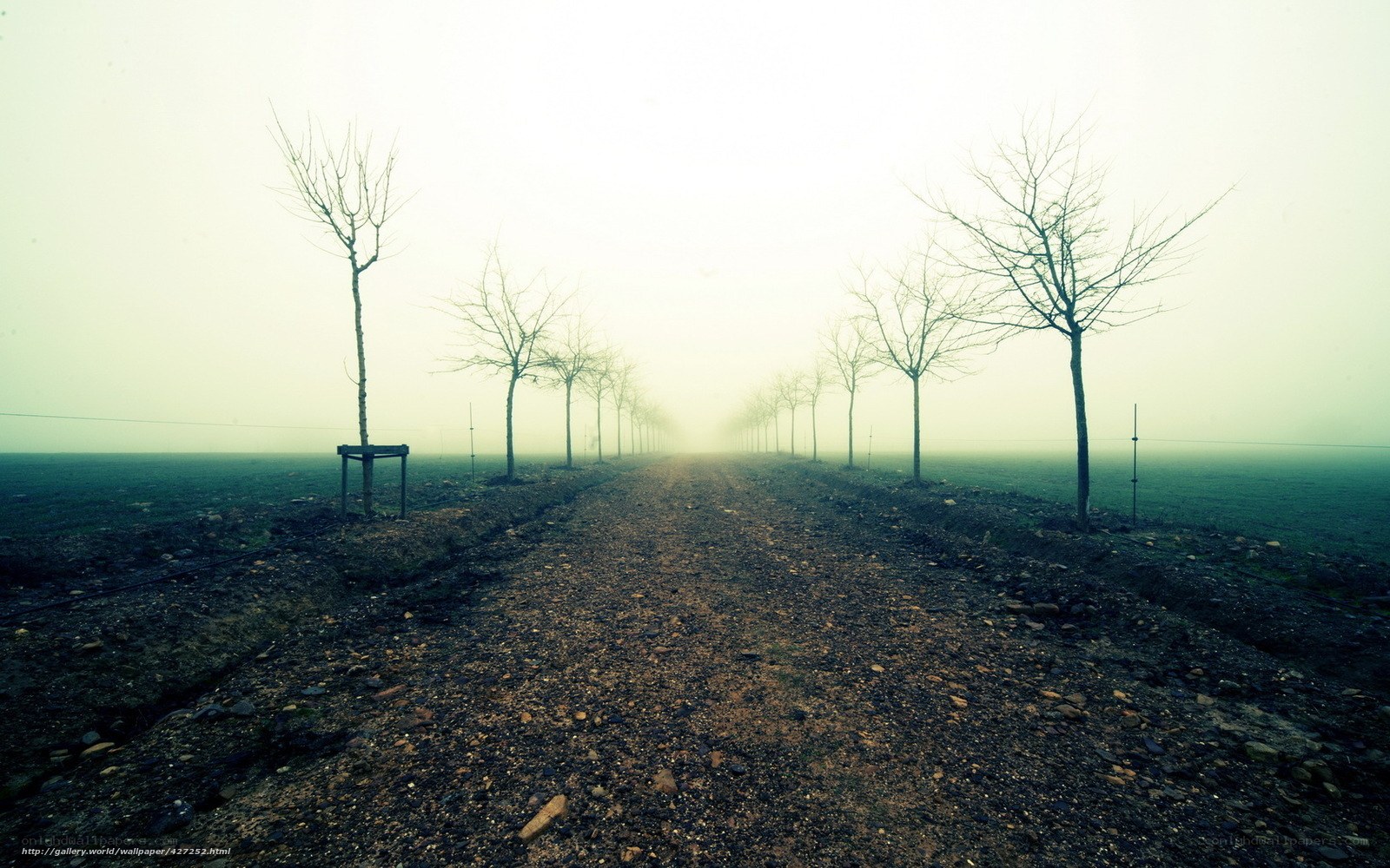Foggy path with bare trees