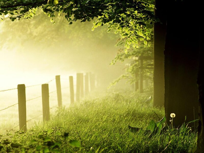 Foggy Path with Fence