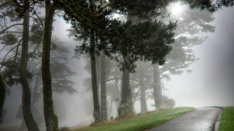 Foggy Path with Pine Trees
