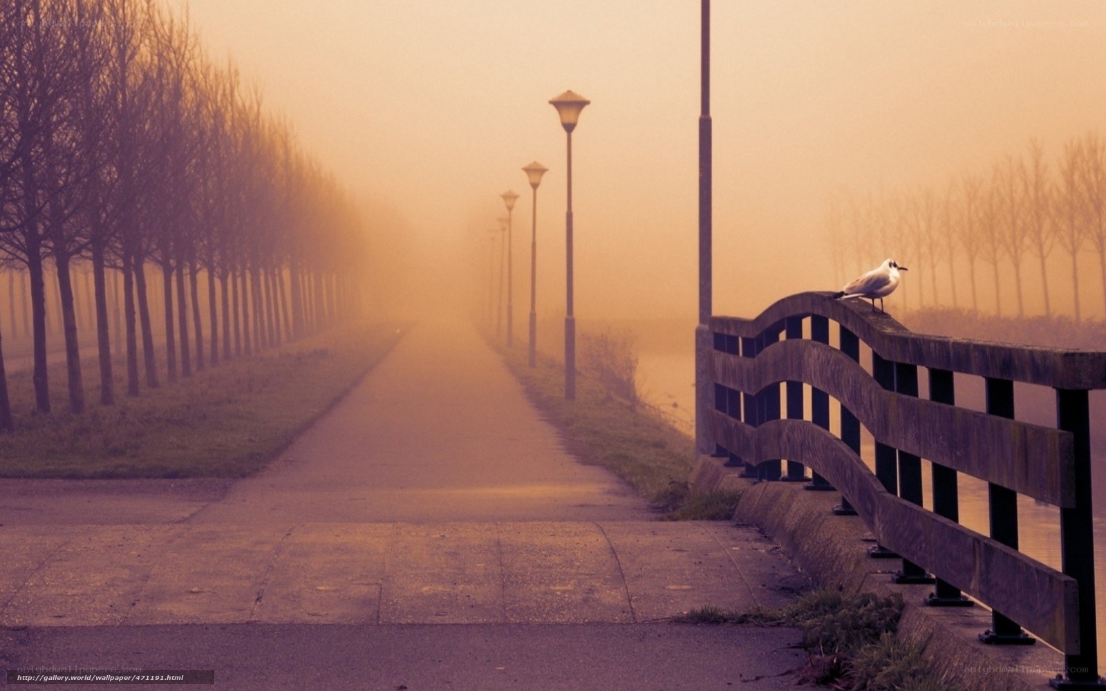 Foggy path with seagull